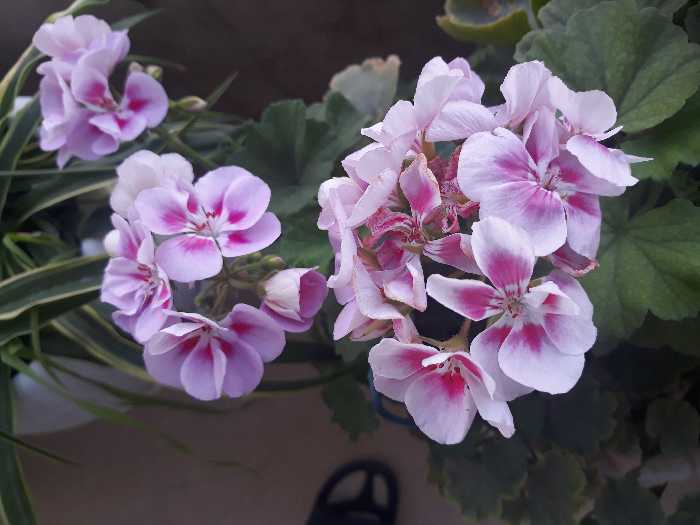 ذهن تکانی